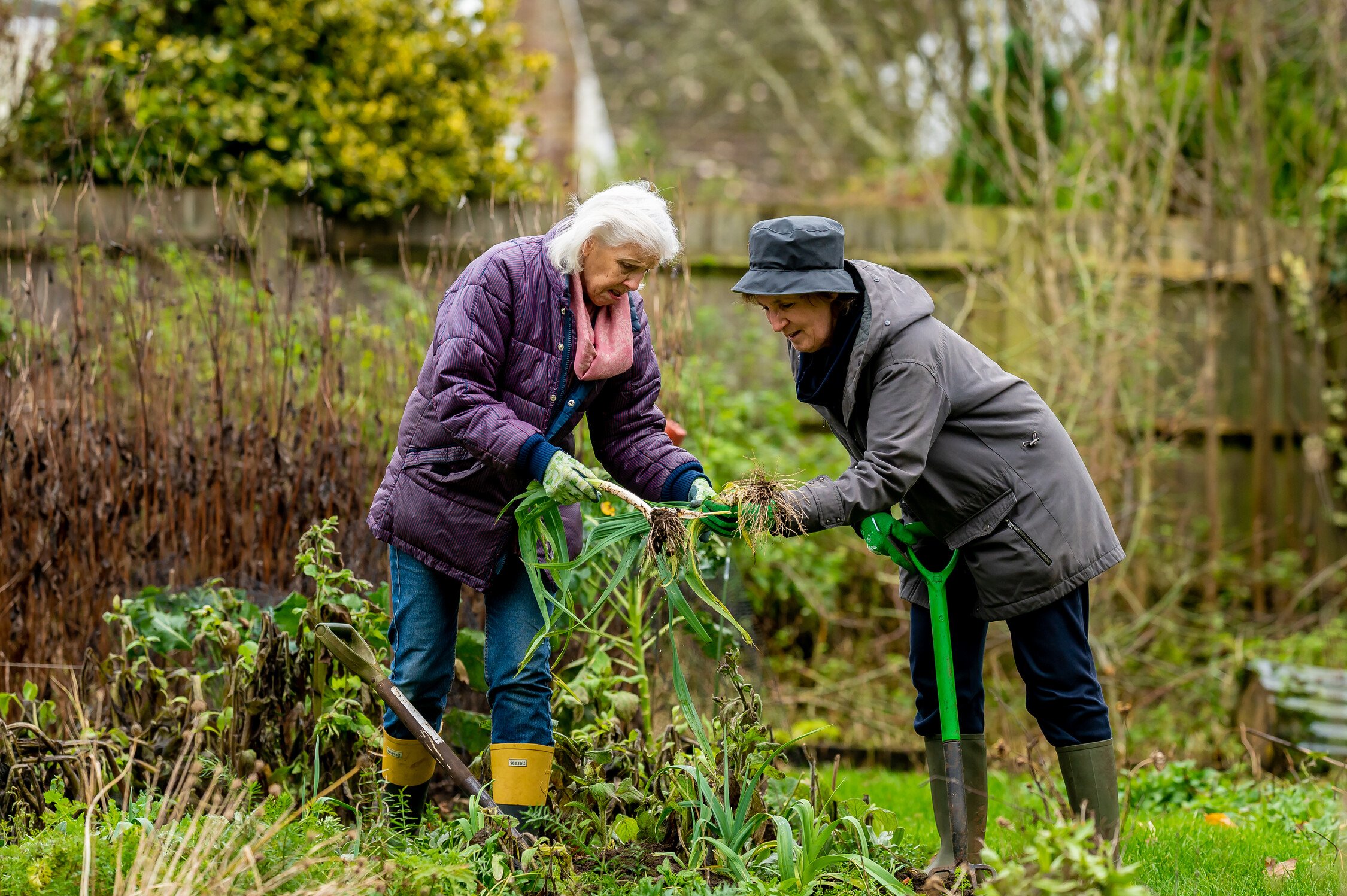 Two older women in an allotment gardening together