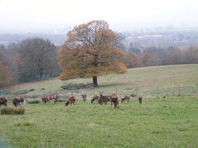 Deer grazing in a fenced grassy field with trees in Bedfords Park. There is a distant cityscape under an overcast sky.