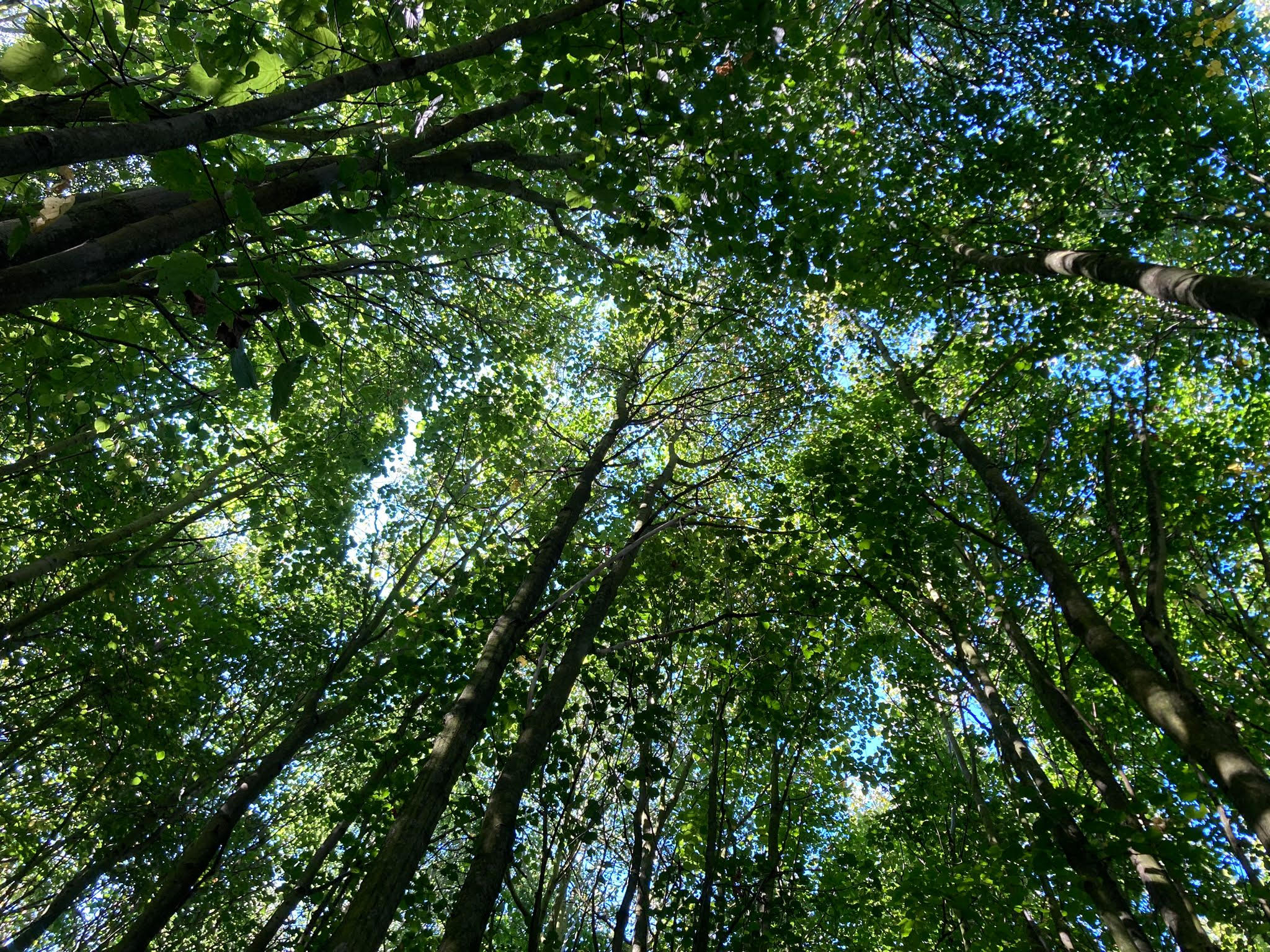 Wellbeing & Tree Walk